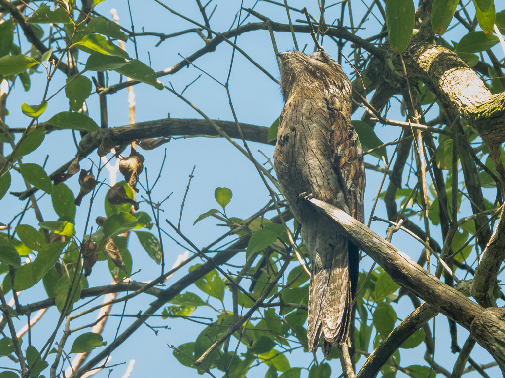 image Northern Potoo